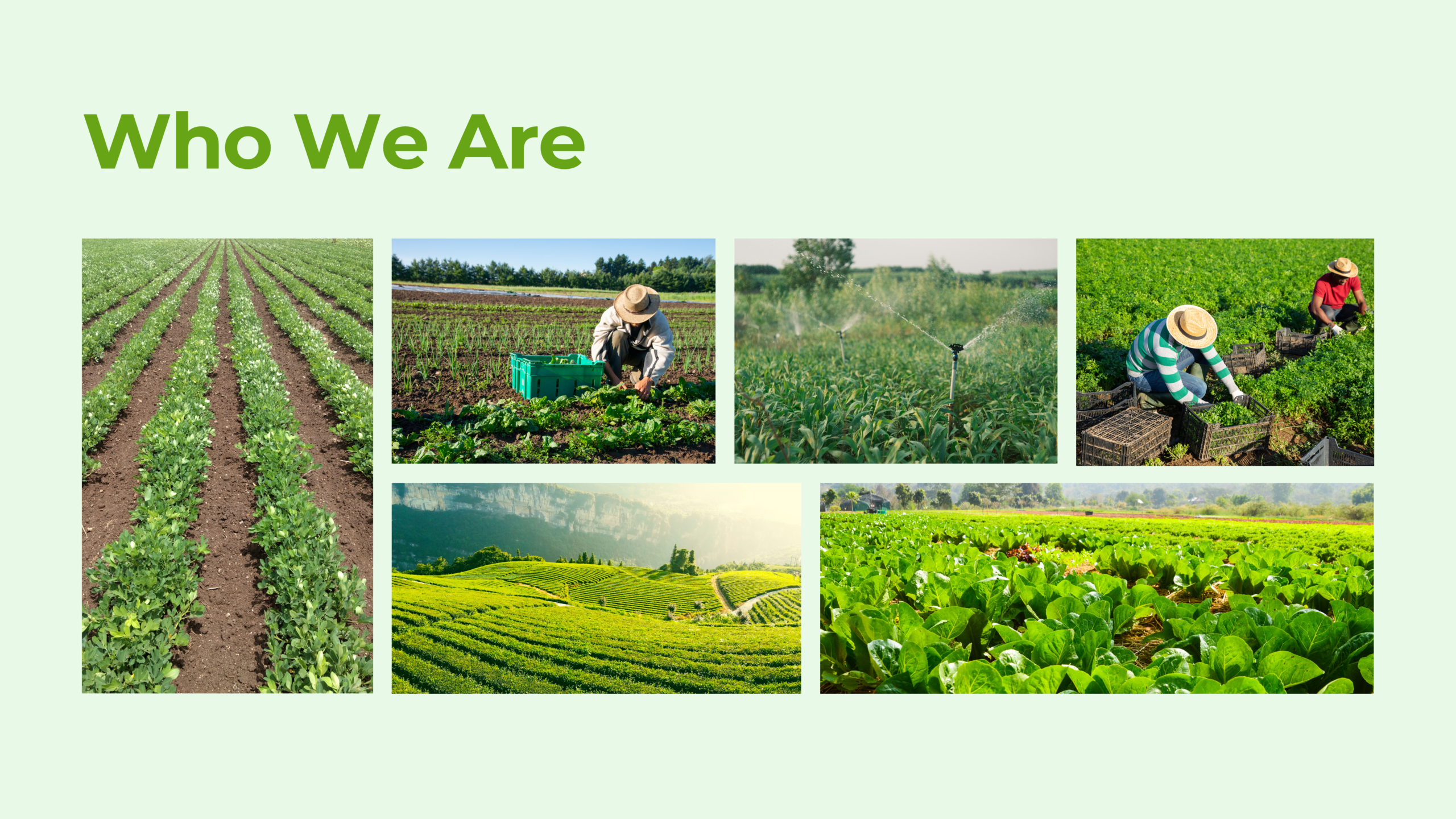 northline farms limited branding (nfl)